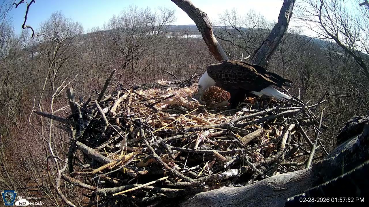 Hanover Eagles Live Cam   HDOnTap — Mozilla Firefox 2026 02 28 13 55 29