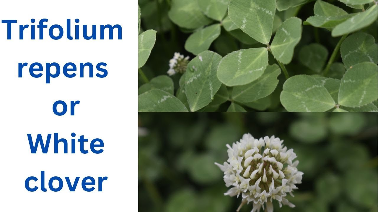 Trifolium repens or White clover: How to grow & health benefits