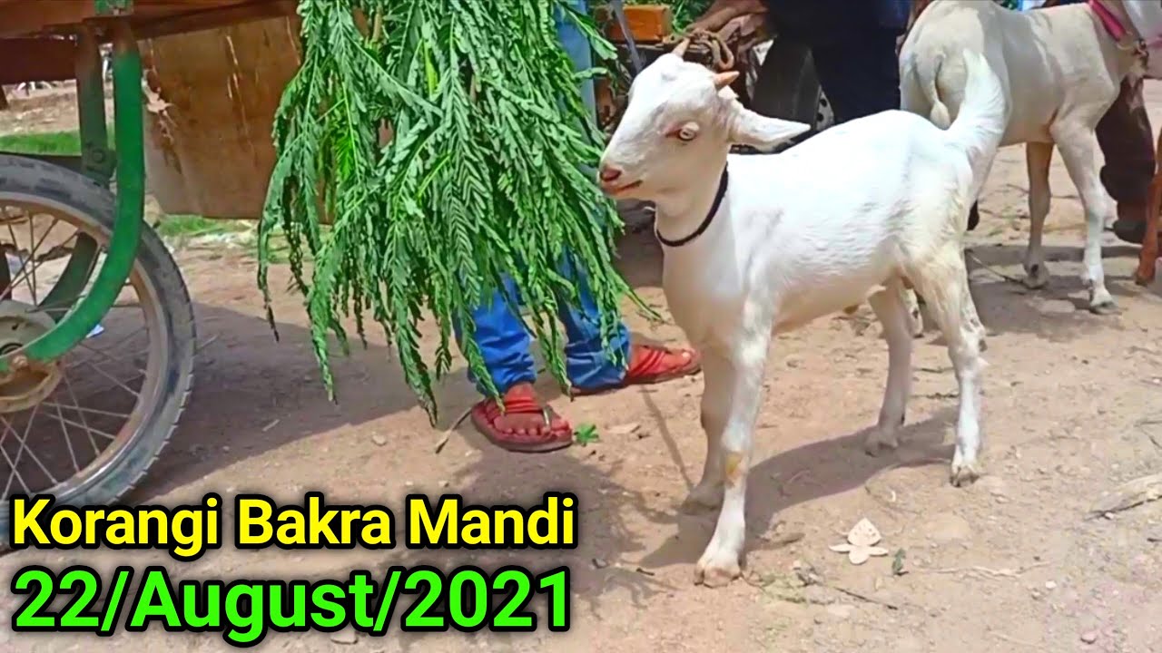 Korangi Bakra Mandi 2021 Update Goat Price | Cattle & Goat Market Karachi | Bakra Mandi | Goat Farm