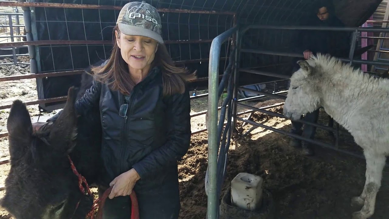 Haltering / handling an unhandled donkey