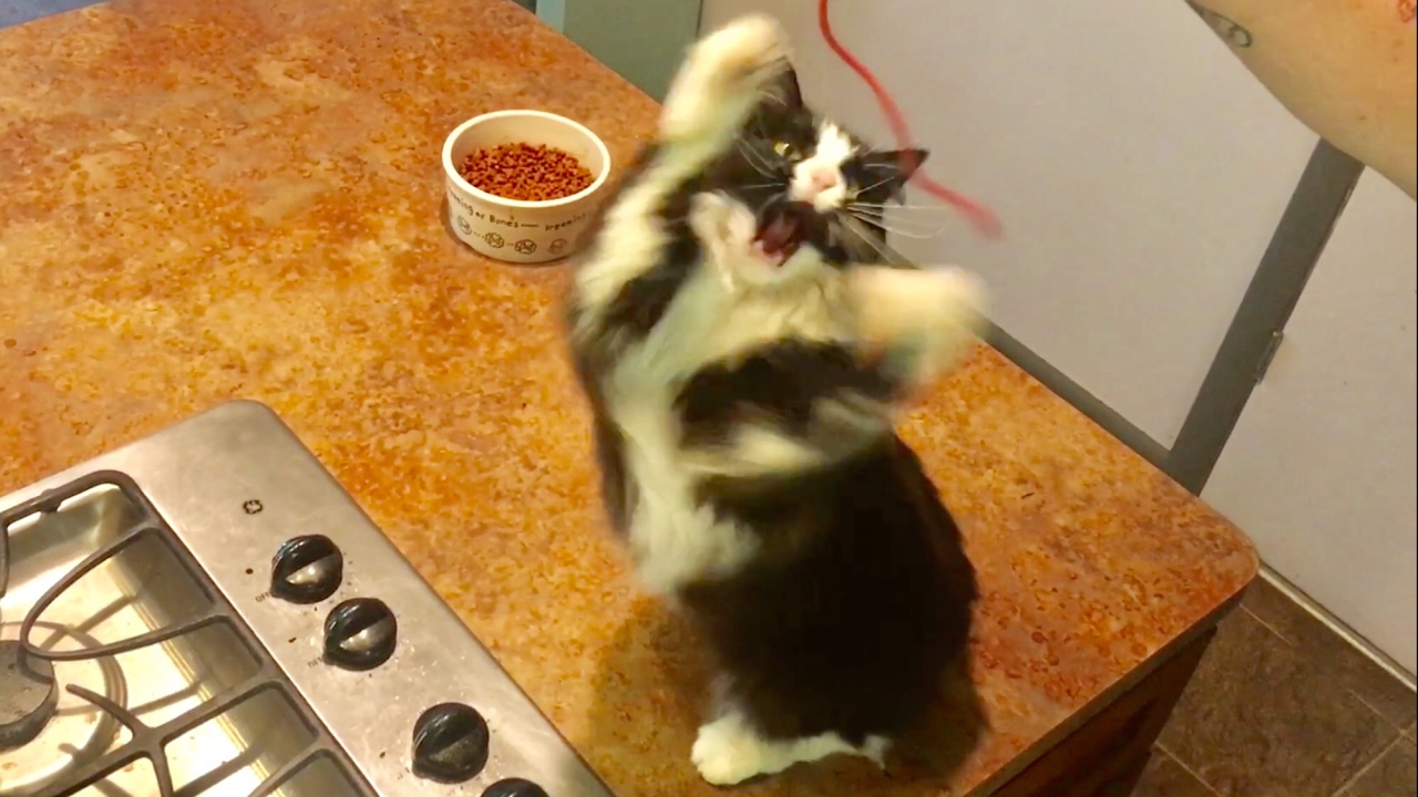 TDW 1801 - Cat Treat That Makes 'Em Crazy