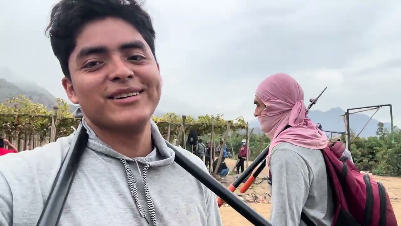Después de 1 año regrese a la labor de poda de uva 🍇🥷🏻🥷🏻