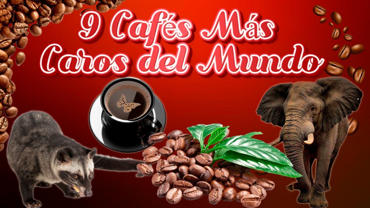 Los Caf&eacute;s m&aacute;s Caros del Mundo ☕