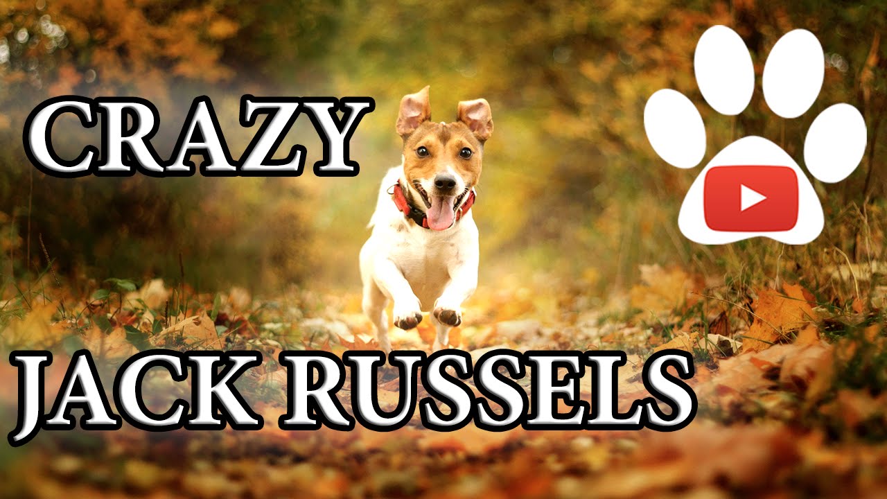 Crazy dogs Jack Russell Terriers - Compilation