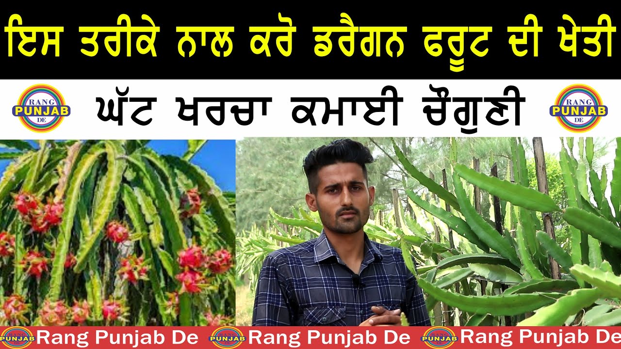 ਖਰਚਾ ਘੱਟ, ਕਮਾਈ ਚੌਗਣੀ ਇਸ ਤਰ੍ਹਾਂ ਕਰੋ ਡਰੈਗਨ ਫਰੂਟ ਦੀ ਖੇਤੀ।Dragon Fruit।Aman Bhadra। Rang Punjab De।