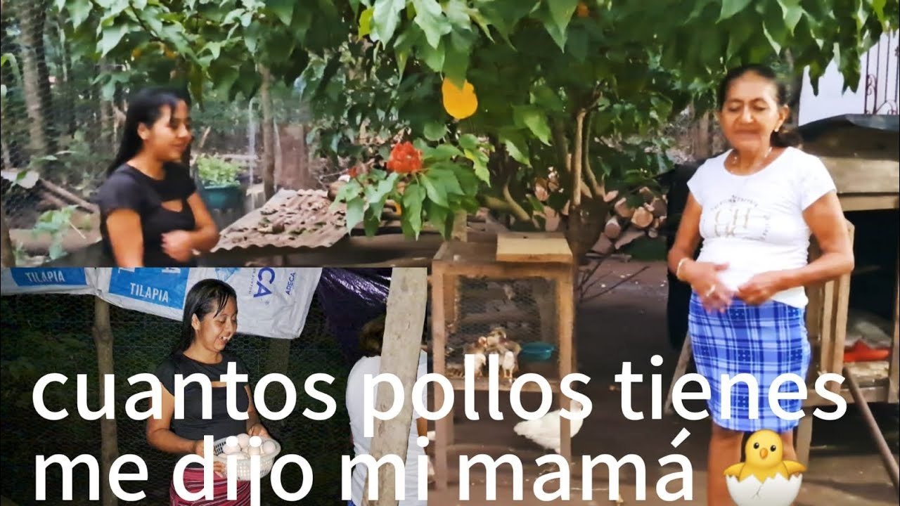 Mi mamá quedo boca abierta al ver cuantos pollos 🐔 tengo en mi granja 🐣🥚😮