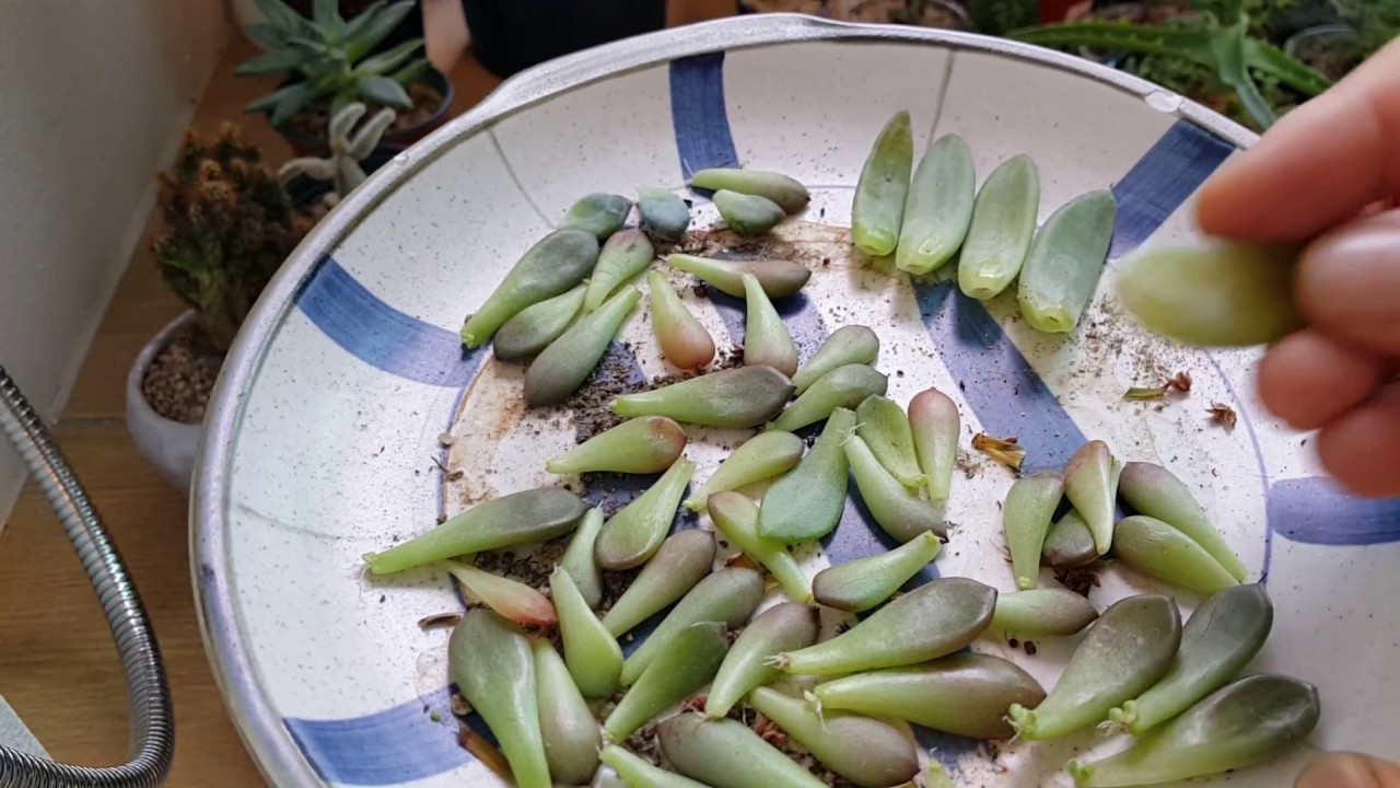 다육식물 *잎꽃이* 방법과 물주기(Succulent plant leaf flower method and water cycle)