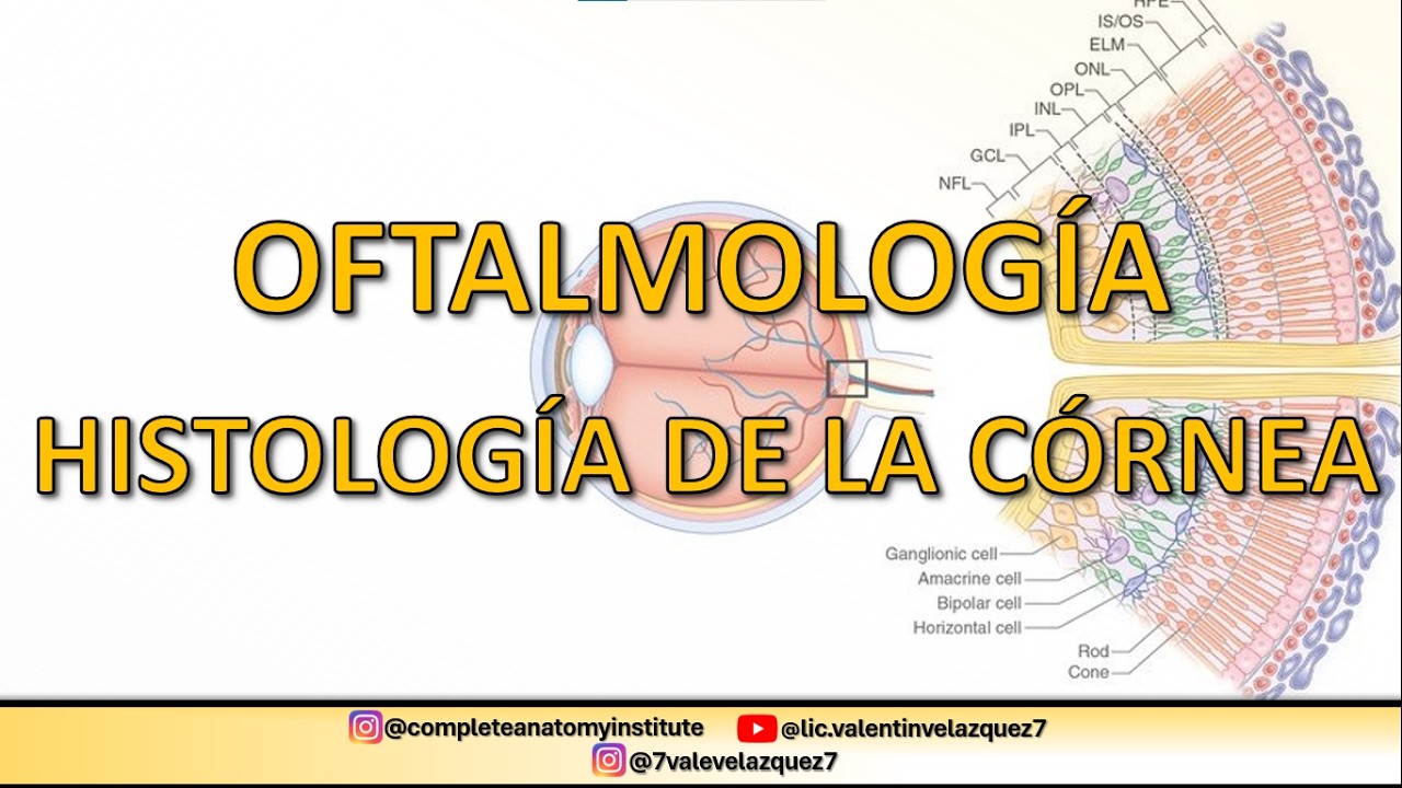 OFTALMOLOGÍA | HISTOLOGÍA DE LA CÓRNEA