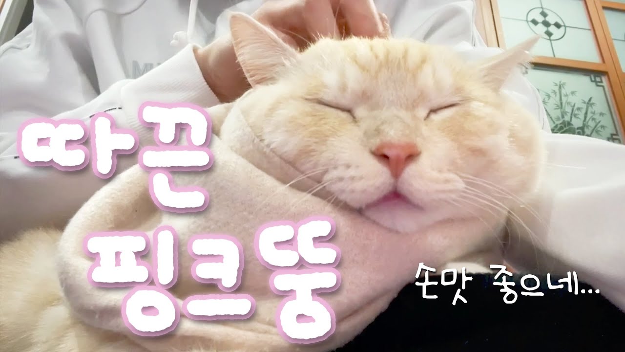 이번엔 핑크 목도리! 추위에 녹은 핑크뚱 🫠💗