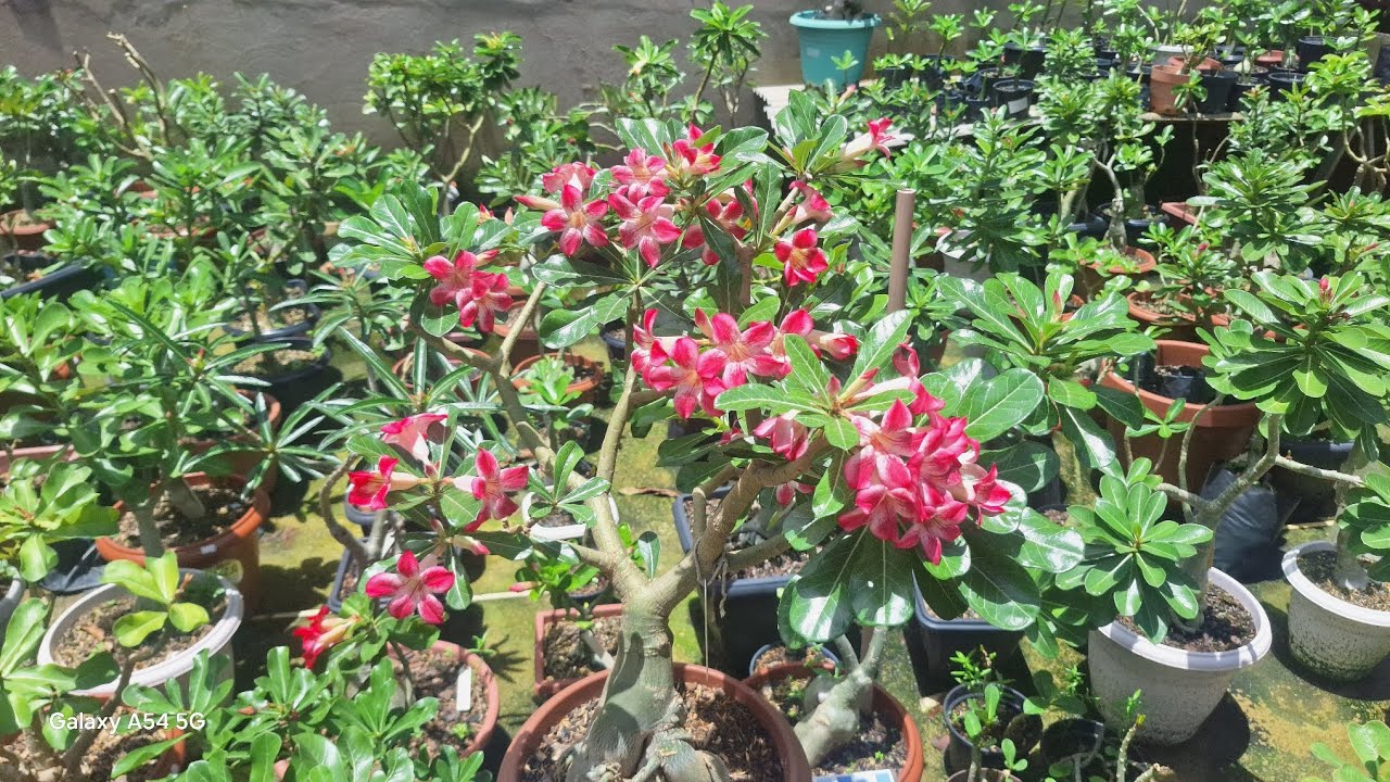 VAMOS OLHAR UMAS FLORES DE ROSA DO DESERTO🏜🏜🏜