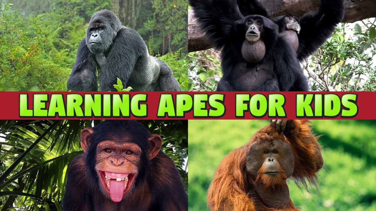 APES FOR KIDS - FUN LEARNING APES FAMILY