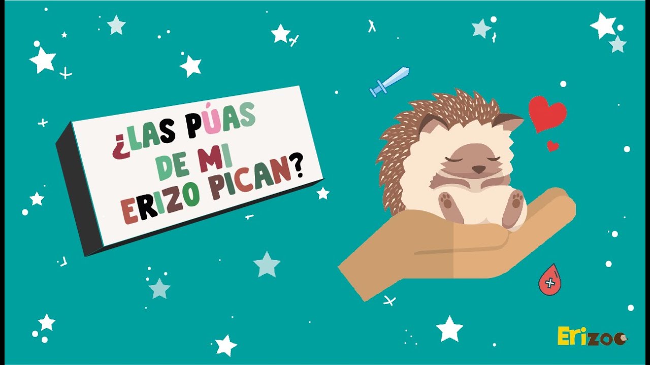 ¿Las púas de mi erizo pican? | Erizoo México