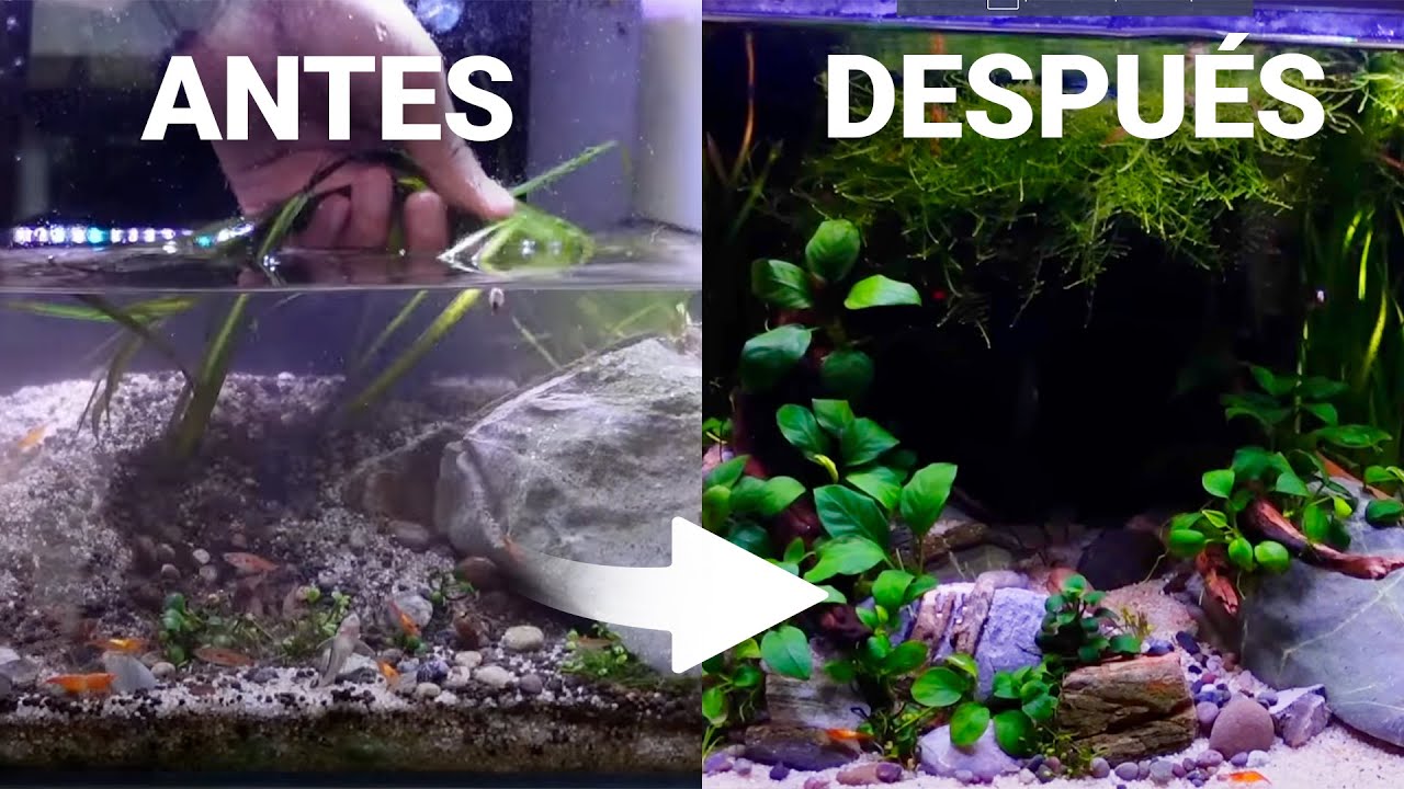 RESTAURANDO mi ACUARIO de GAMBAS | Guía paso a paso