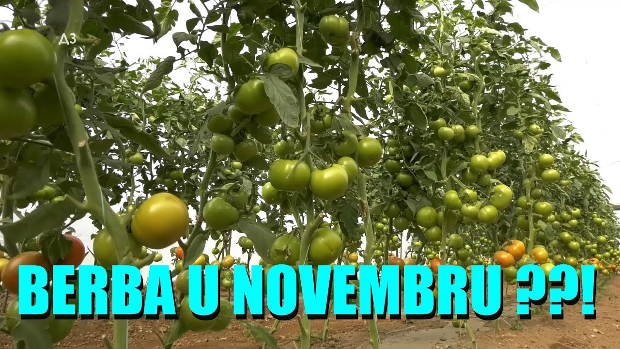 NEGREJANI PLASTENICI - A PADAJZ  - BERBA U NOVEMBRU ??! Kako to može ? Proizvodnja 365 - NEGREJANO!