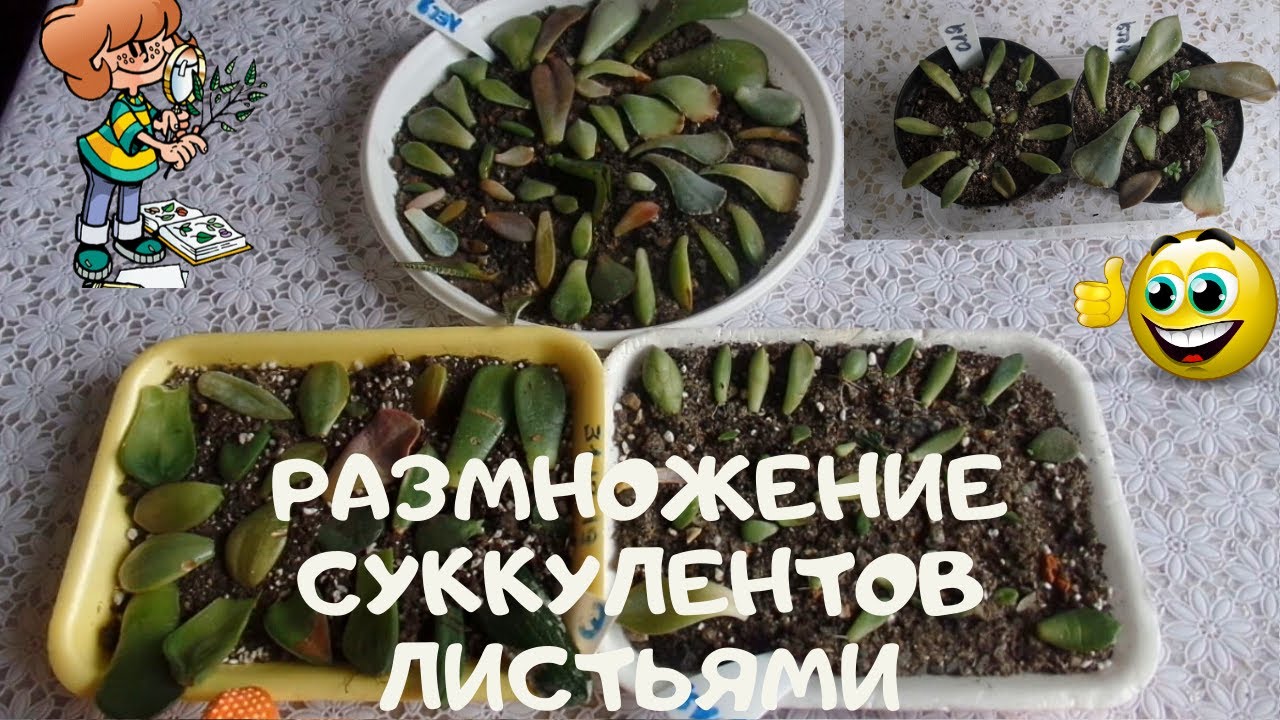 Мои наблюдения за тем, как размножаются суккуленты листьями, посылки с новыми хотелками и семенами
