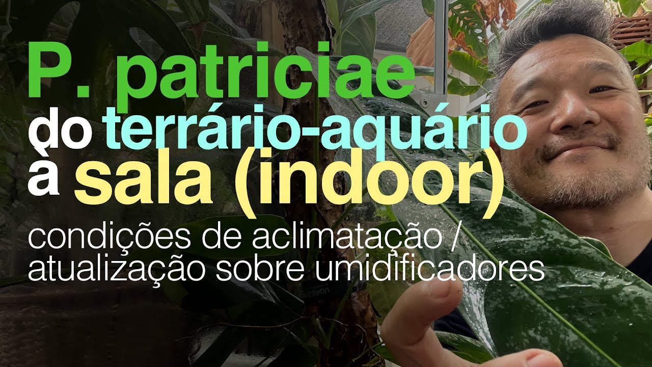 Replante do Philodendron Patriciae + Resultados Parciais dos UMIDIFICADORES | Jardineiros Urbanos