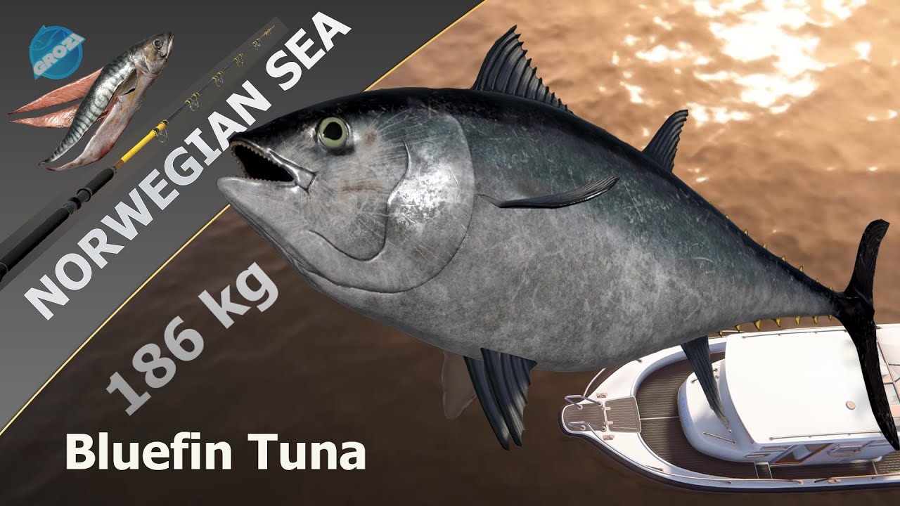 Norwegian Sea.Ifought the sea king. Atlantic Bluefin Tuna 186 kg. RF4