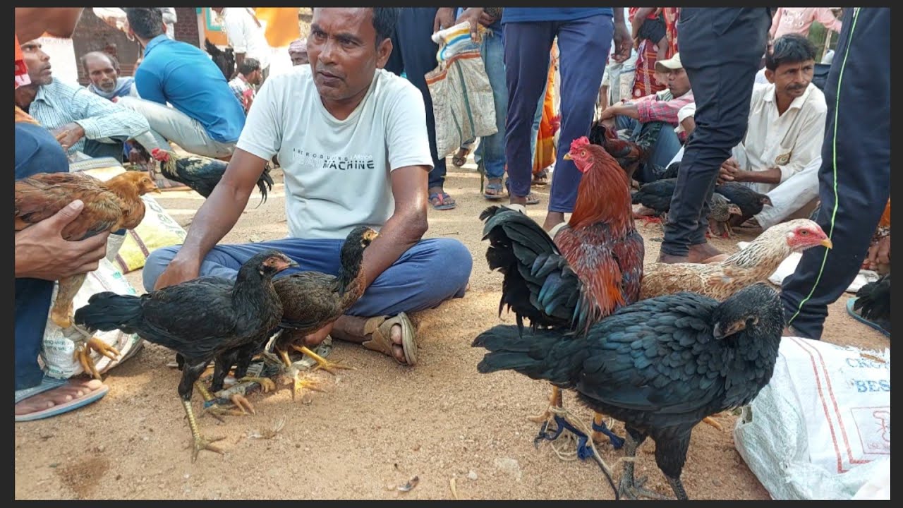 Murga highest price in kashipur hut #polli jibika #গ্রামীণ মুরগীর হাট #birds #hen's #murga 