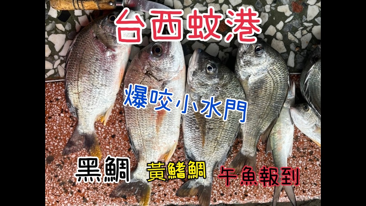雲林台西蚊港小水門..黑格.黃鰭雕.午魚爆咬
