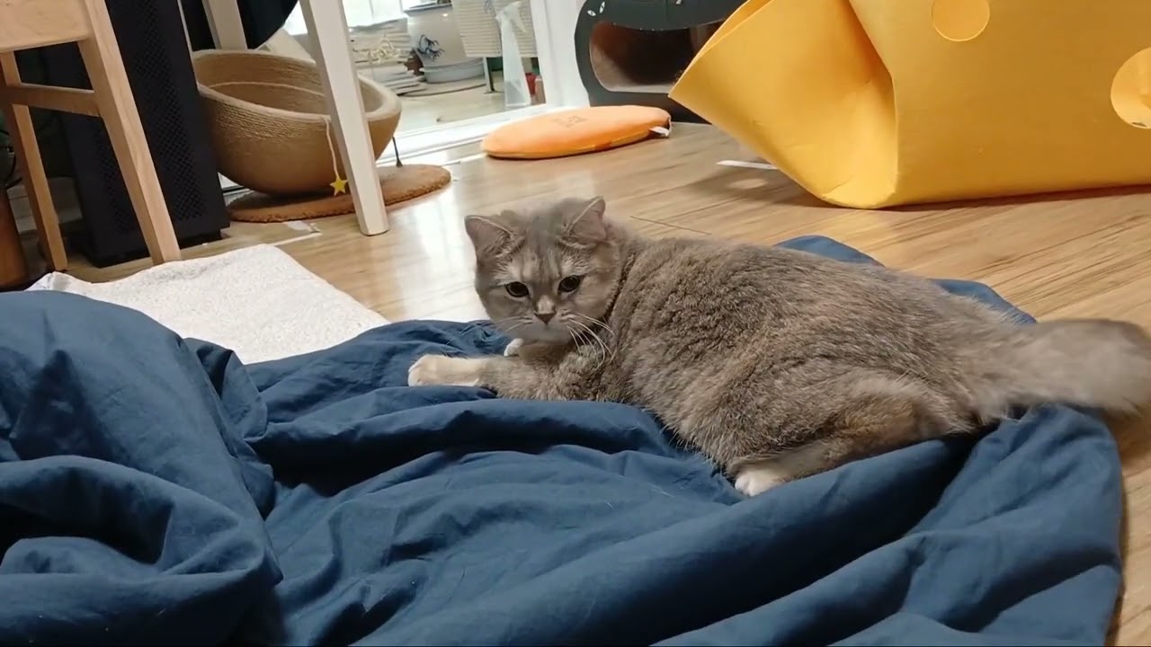 꼬리잡기