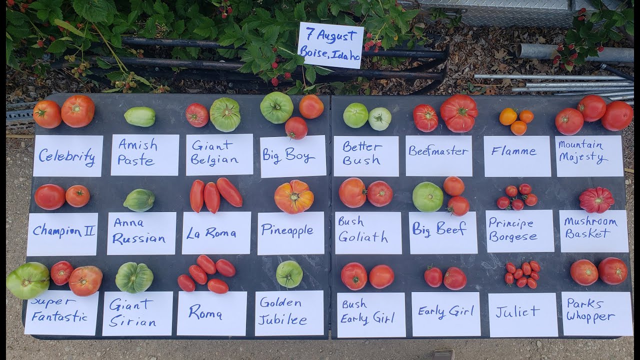 24 Tomato Comparison - August 10th