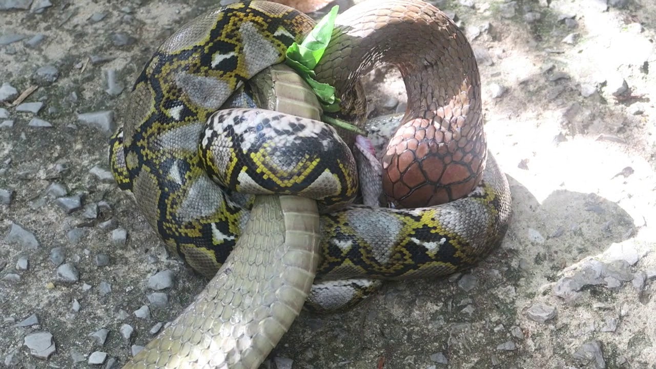 King cobra and python, Borneo 17th July 2017