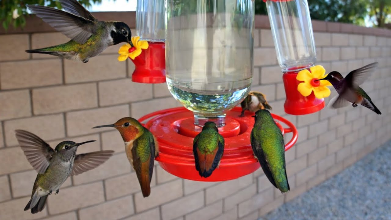 SOOTHING Bird Therapy | Nature Cam 🐦🍯🌸