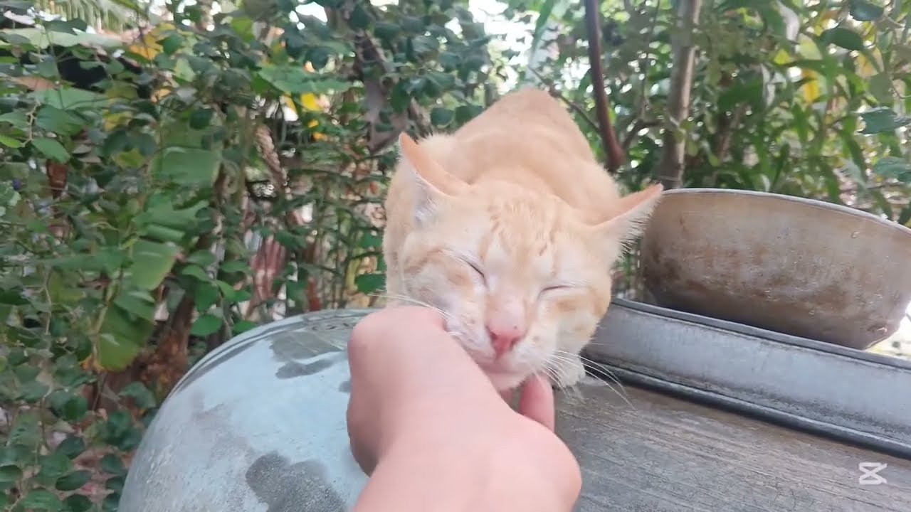 This cat and its owner.