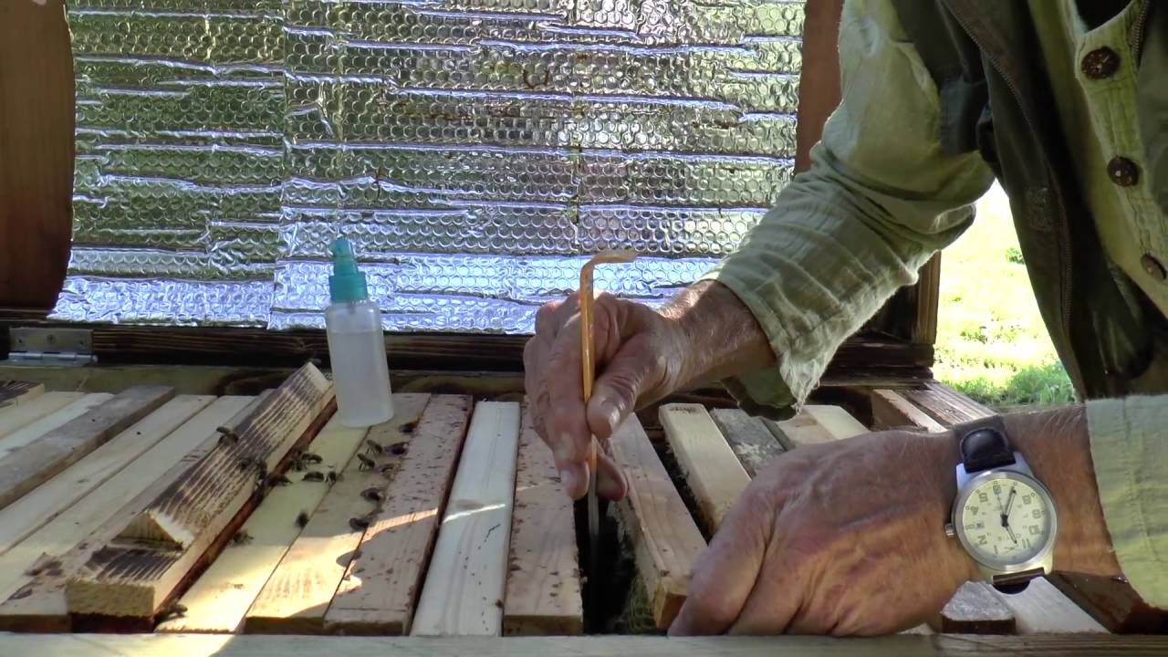 How to Check Brood in a Top Bar Hive