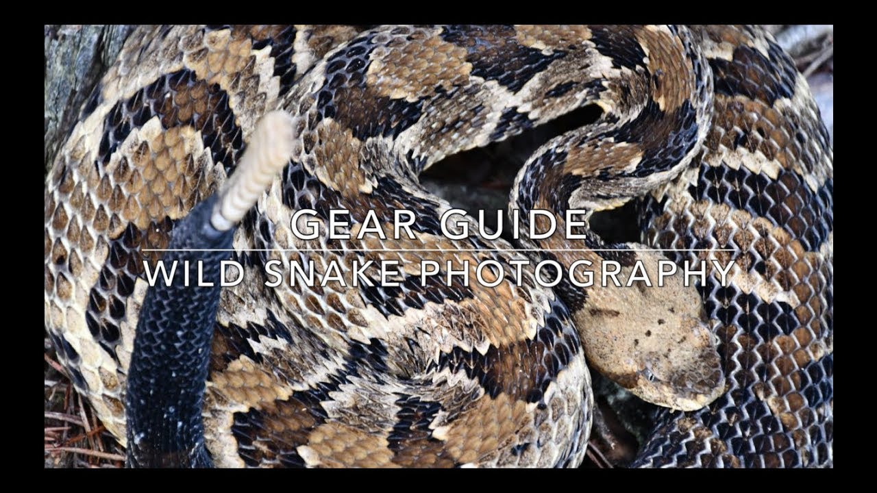 Wild Snake Photography Gear Guide