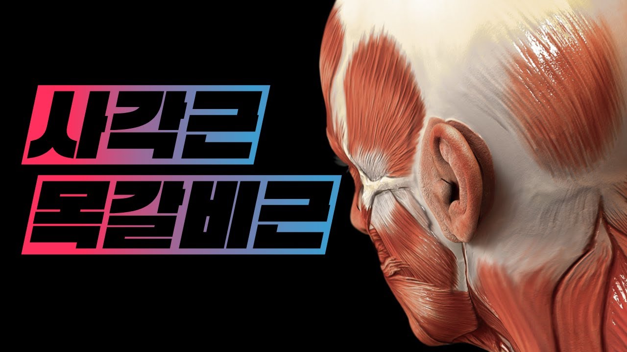 [해부학 - 근육학] 목근육(neck muscles) - 목갈비근(사각근, scalene muscles)