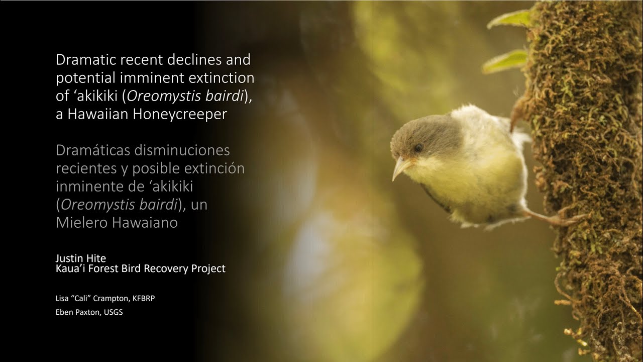 Dramatic recent declines and potential imminent extinction of 'akikiki, a Hawaiian Honeycreeper