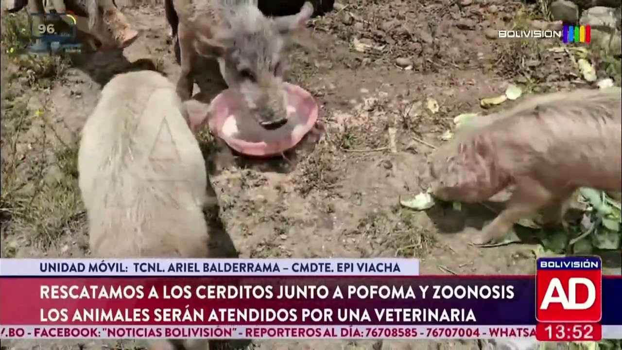 En Viacha rescataron a cuatro cerditos abandonados en una vivienda