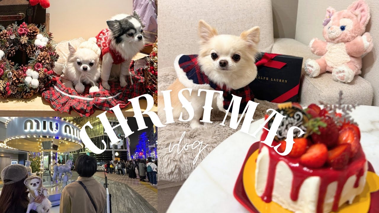 【Vlog】チワワの12月｜兄妹犬の誕生日会と東京クリスマススポット巡り🐶🎄