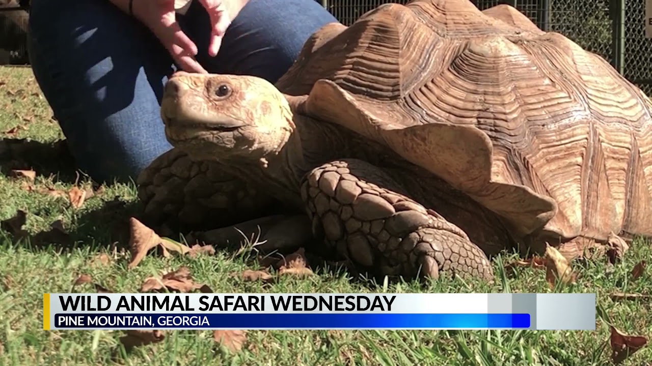 Ride on the Wild Side- Tortoise