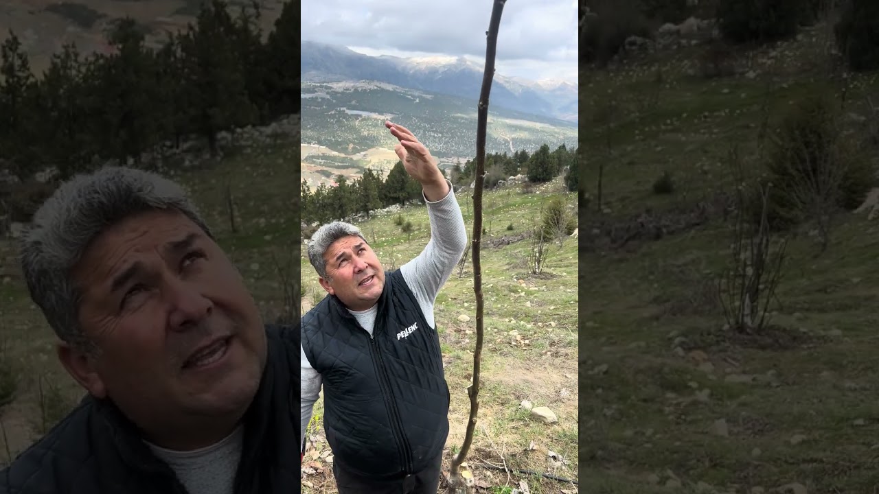 Aşılanmış ceviz ağacında 1.yaş budaması