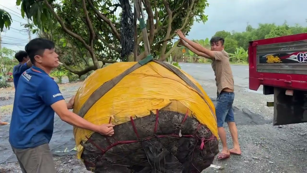 Hàng khủng về với đại gia Quãn ninh 