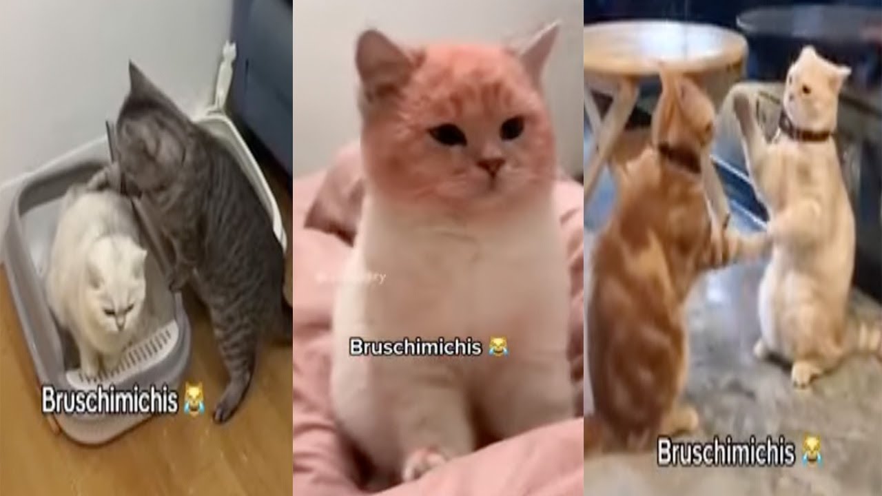 BRUSCHIMICHIS 😹 | 2 Horas De Risa Con Gatos Divertidos y Chistosos #1