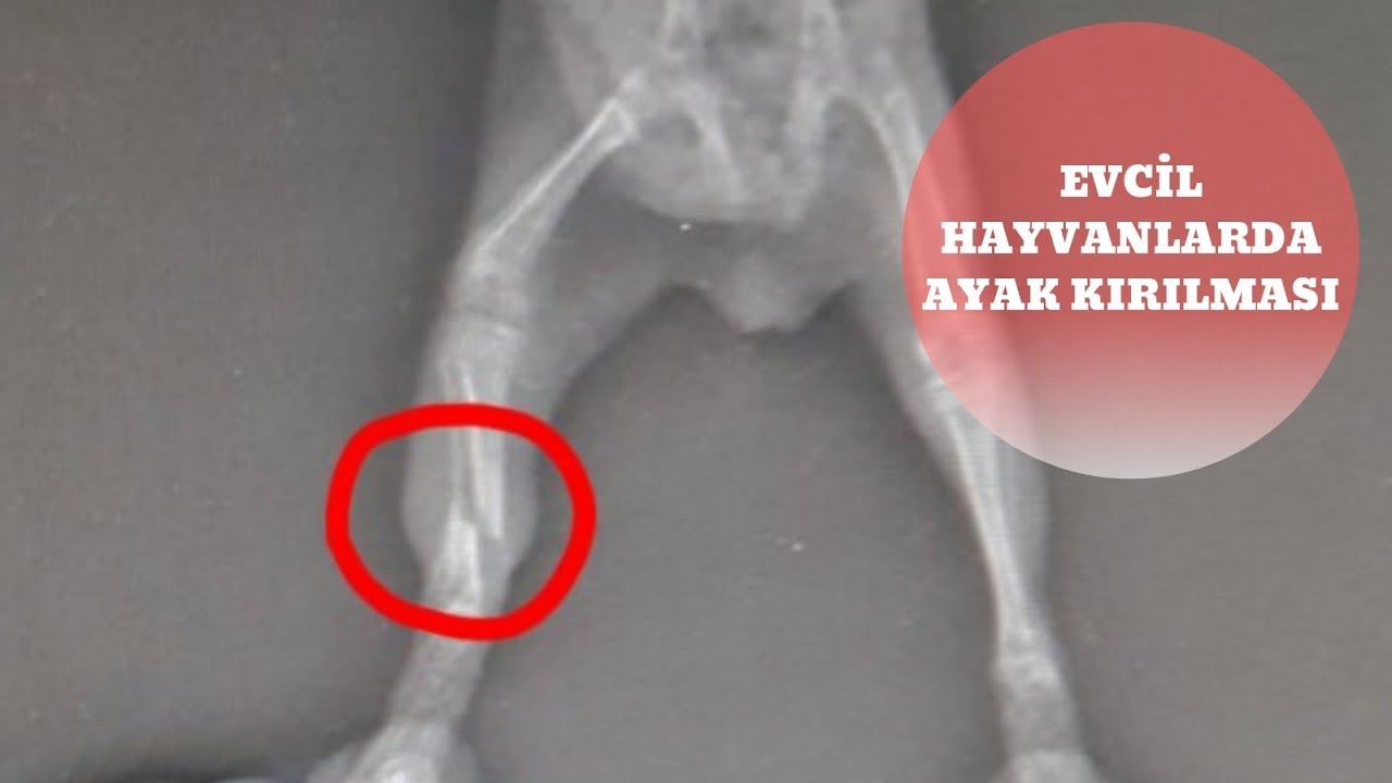 Guinea Pigimizin Ayağı Kırıldı