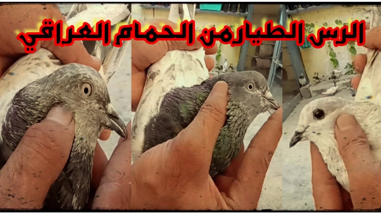 شرح عن الحمام العراقي من المواصفات الطياره والبعض من الحمام للبيع مشاهده ممتعه أخوكم هاشم الساعدي ❤️