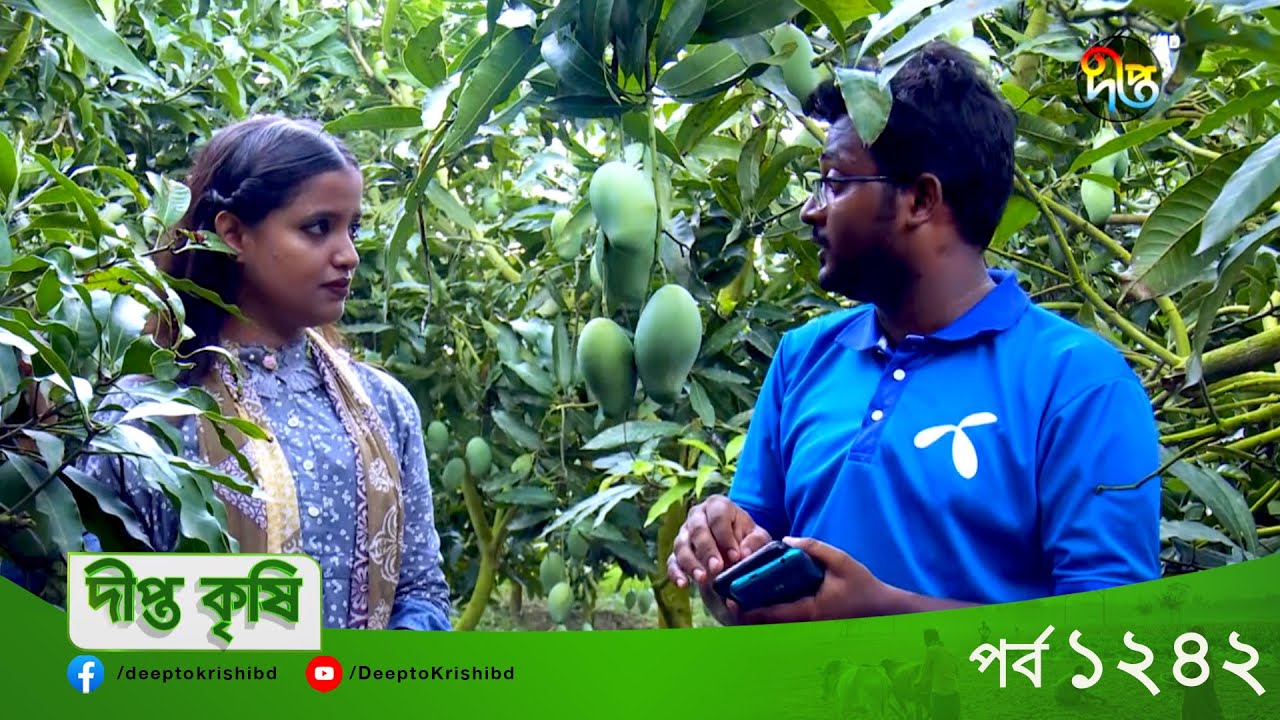 Deepto Krishi l অনলাইনে আমের ব্যবসা হয়? নওগাঁ সাপাহারের কৃষক মুন করছেন অনলাইনে আমের ব্যবসা l EP 1242