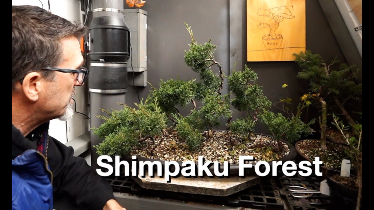 Shimpaku Forest:  Dave's Bonsai E376