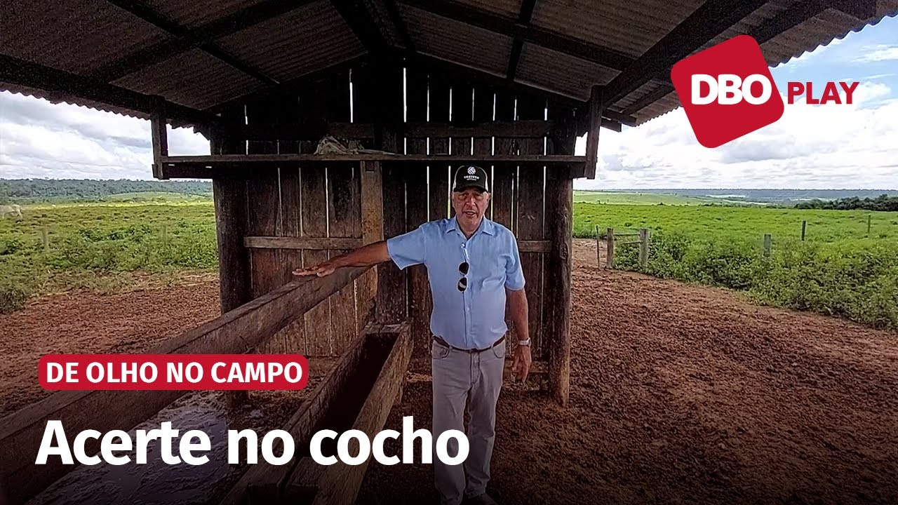 Dicas para um cocho de sal eficiente; veja