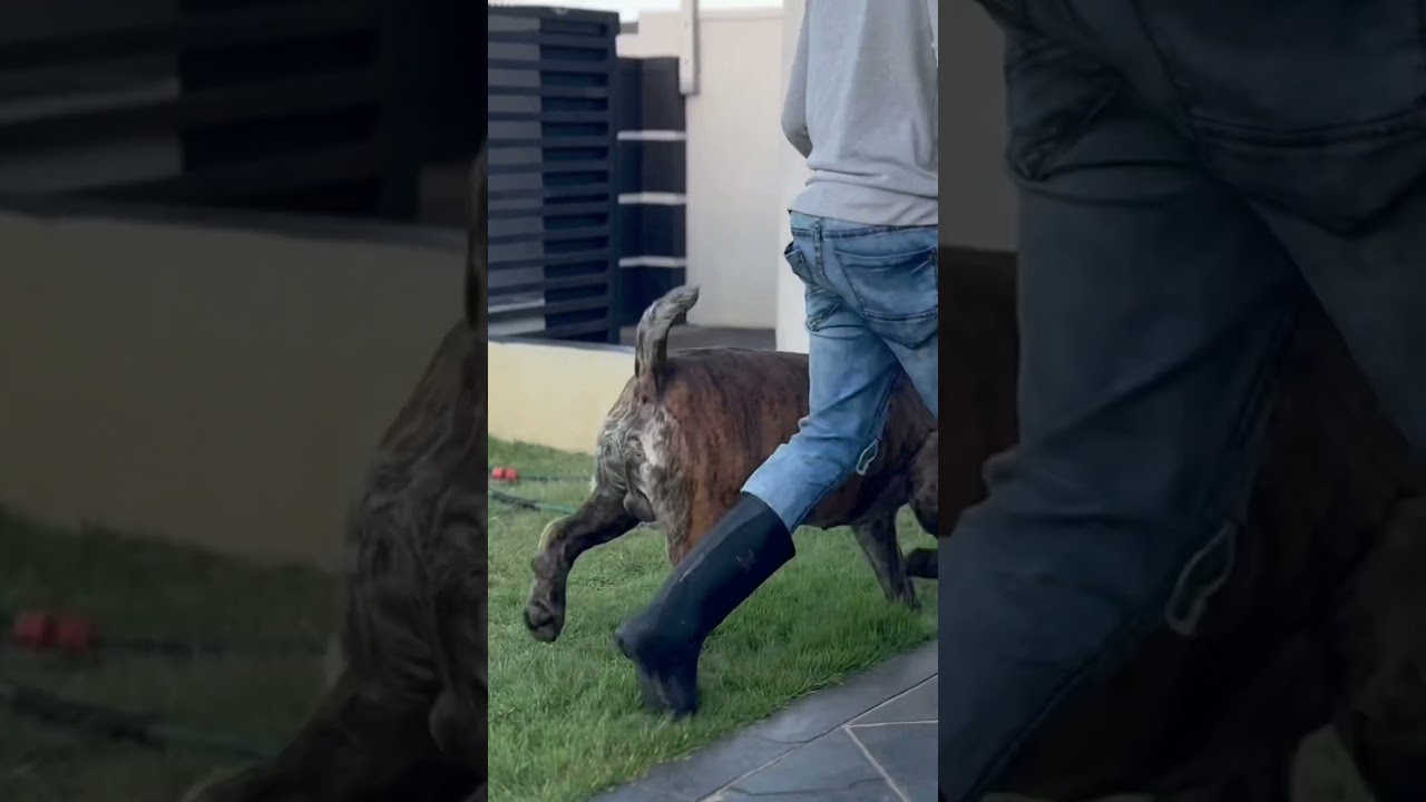 Huge Boerboel moving like a racehorse! 🐎 🐎🐎 