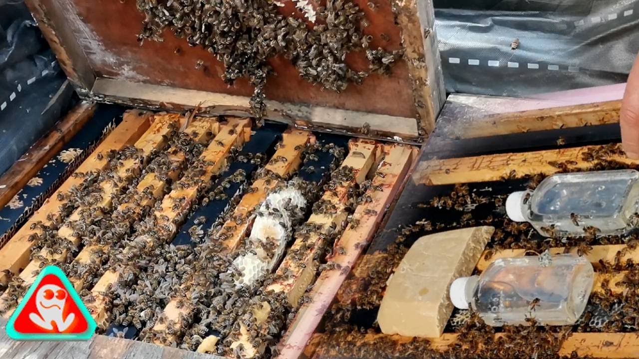 Incep stimularea coloniilor de albine..