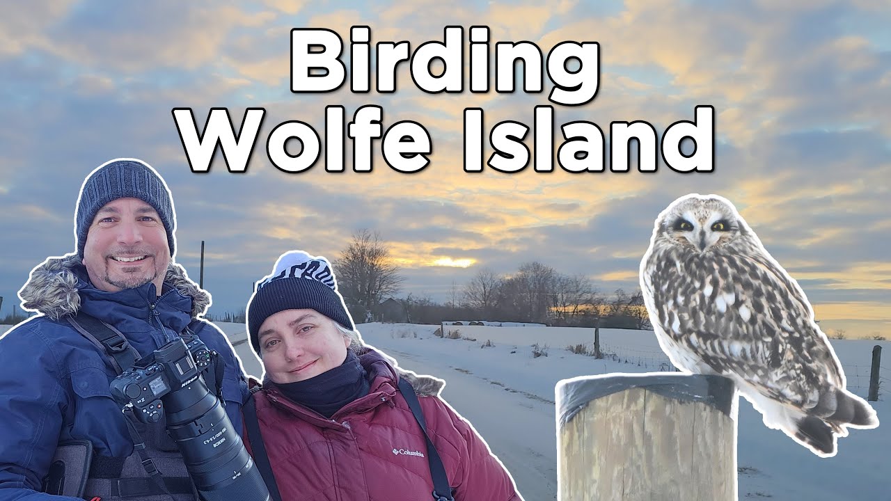 Birding Wolfe Island