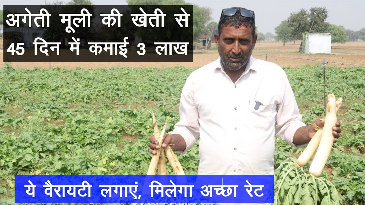 अगेती मूली की खेती से 45 दिन में कमाएं 3 लाख, इस विधि से करें, Radish Farming | Farming And Health |