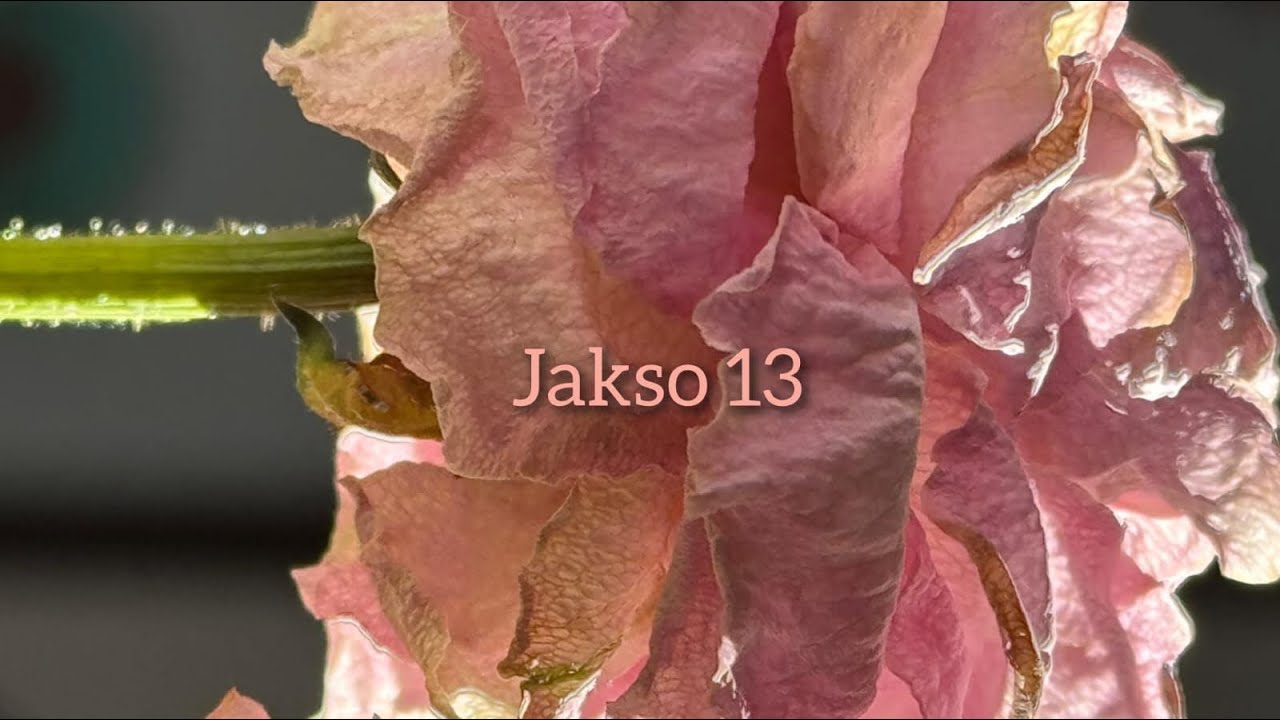 Almojen vuosipäivä- Jakso 13🧶