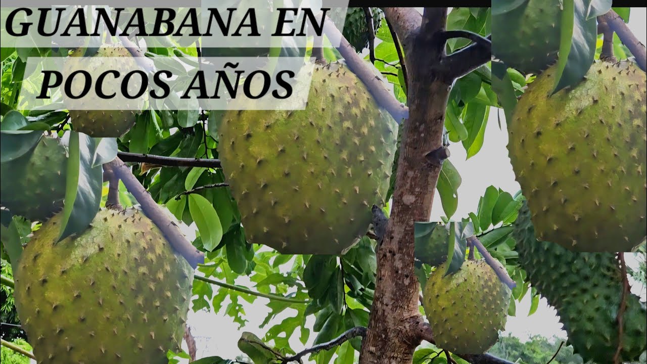 COMO TENER TUS GUANABANAS DESDE CERO  LLENA DE FRUTO Y COMO ELIMINAR TODAS LAS PLAGAS