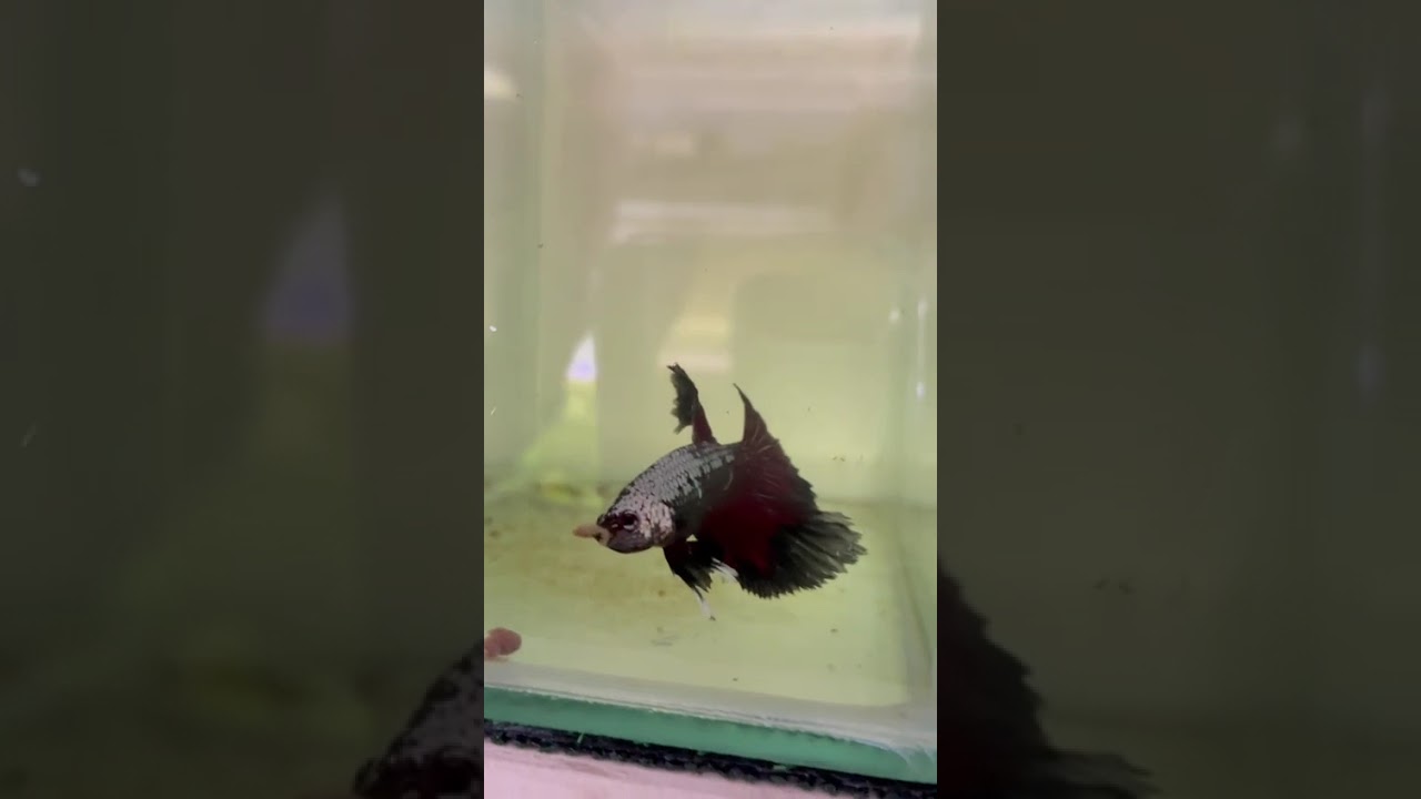 Enseño bettas macho de mi fishroom 